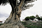 Drago tree (Dracanea drago). Icod de los Vinos. Tenerife. Canary Islands. Spain