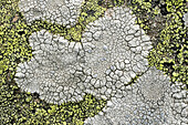 Lichens. Pyrenees mountains. Spain