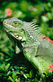 Green Iguana (Iguana iguana). Ecuador