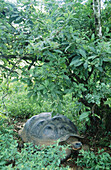 Galapagos Giant Tortoise (Geochelone elephantopus). Galapagos Islands. Ecuador