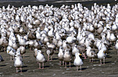 Ring Billed Gull (Larus delawarensis) Florida, USA