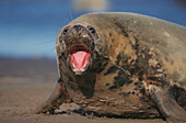 Grey Seal (Halichoerus grypus), male