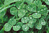 Rain on clover leaves