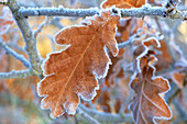 Oak (Quercus Robur) leaf in frost
