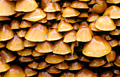 Galerina mutabilis (also called Pholiota mutabilis). UK