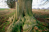 Old Beech (Fagus Sylvatica) growing around a fence post. Herts. UK