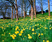 Spring daffodils at Waddesdon Manor. UK