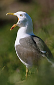 Lesser Black Backed Gull (Larus fuscus)