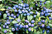 Sloe bush (Prunus spinosa)
