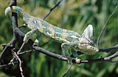 Veiled Chameleon (Chamaeleo calyptratus)