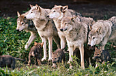 Group of Grey Wolves (Canis lupus)