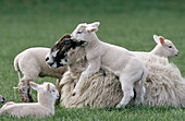 Ewe and lambs. UK