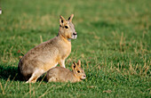 Mara (Dolichotis patagonum) and young