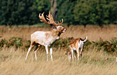 Fallow deer (Dama dama) UK