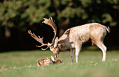Fallow deer (Dama dama) UK