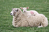 Ewe and Lamb. UK
