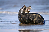 Grey Seals (Halichoerus grypus)