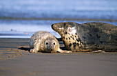 Grey Seal and pup (Halichoerus grypus)