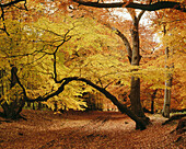 Beeches. Ashridge forest. Hertfordshire. England