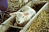 Lamb resting in feed manger