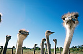Farmed inmature ostriches (Struthio camelus). South Africa