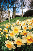 Daffodils at Waddesden Manor. Buckinghamshire. England. UK.