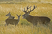 Red Deer (Cervus elaphus). Richmond Park. Surrey. England