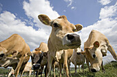 Jersey calves. Gaddesden herd. Hertfordshire. England. UK.