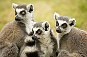 Ring-tailed lemur trio.