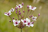 Flowering Rush (Butomus umbellatus)