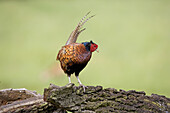 Pheasant (Phasianus colchicus) male.