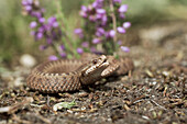 Adder Vipera berus on heathland.