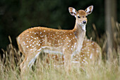 Axis deer (Axis axis), fawn.