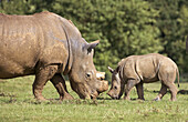 White Rhinoceros (Ceratotherium simum) & Calf