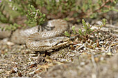 mooth Snake (Coronella austriaca).