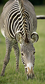 Grevy s Zebra (Hippotigris grevyi), adult female.