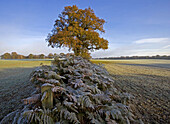 Frosted Bracken, Oak, Autumn, Herts, UK