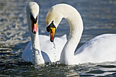 Mute Swan Cygnus olor Courtship