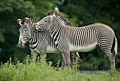 Grevy s Zebra (Hippotigris grevyi) playing