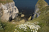Limestone Cliffs Flamborough Head North East Yorkshire UK July