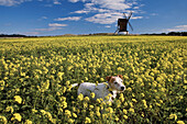 Pitstone Windmill (1650 is the oldest surviving Postmill in the British Isles). Bucks. England, UK.