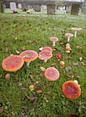 Fly Agaric Toadstalls Hertfordshire UK Early October