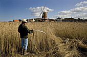 Cutting reeds for thatching at Cley Marshes. Norfolk. UK