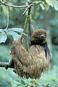 Maned Sloth (Bradypus torquatus). Brazil