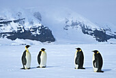 Emperor Penguins (Aptenodytes forsteri). Ross Sea, Antarctica