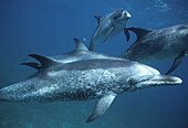 Spotted Dolphins (Stenella plagiodon). Grand Bahama Bank. Bahamas