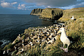 Black-browed Albatross (Diomedea melanophris), Breeding colony. New Island. Falkland Islands