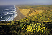 Lupine Flowers and Great Beach. Point Reyes National Seashore. California USA