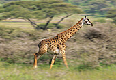 Masai Giraffe, running (Giraffa camelopardalis). Serengeti National Park, Tanzania.