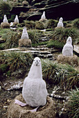 Black-browed Albatross (Diomedea melanophris). Chicks on nest waiting for parents. Falkland Islands.